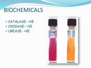 BIOCHEMICALS
 CATALASE- +VE
 OXIDASE- +VE
 UREASE- +VE
 