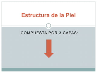 COMPUESTA POR 3 CAPAS:
Estructura de la Piel
 