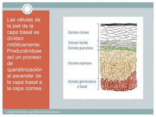 Las células de
la piel de la
capa basal se
dividen
mitóticamente.
Produciéndose
así un proceso
de
queratinización
al ascender de
la capa basal a
la capa cornea.
upload.wikimedia.org/wikipedia/commons/2/
2e/Skynlayers_(español).png
 