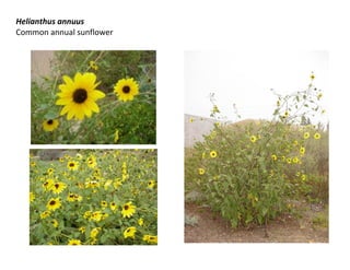 Helianthus annuus
Common annual sunflower

 