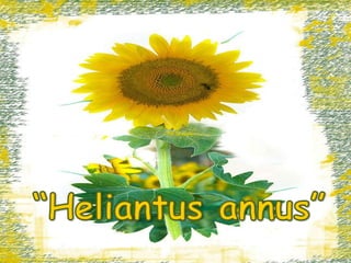 “Heliantusannus” 