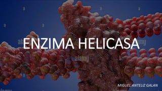ENZIMA HELICASA
MIGUEL ANTELIZ GALAN
 