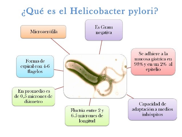 an overview of helicobacter pylori Helicobacter pylori infection - etiology, pathophysiology, symptoms, signs, diagnosis & prognosis from the msd manuals - medical professional version. an overview of helicobacter pylori Helicobacter pylori infection - etiology, pathophysiology, symptoms, signs, diagnosis & prognosis from the msd manuals - medical professional version.