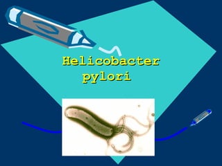 Helicobacter pylori   