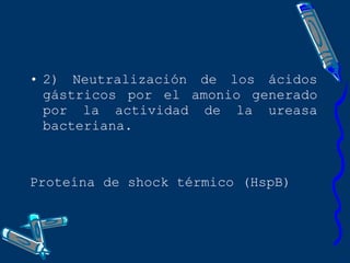 2) Neutralización de los ácidos gástricos por el amonio generado por la actividad de la ureasa bacteriana. Proteína de shock térmico (HspB) 