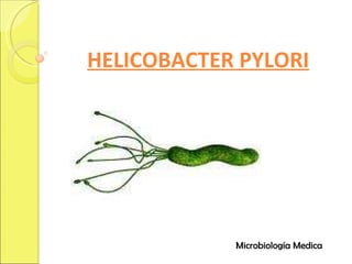 Microbiología Medica HELICOBACTER PYLORI 