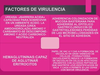 FACTORES DE VIRULENCIA
UREASA: «BARRERA ACIDA»
CAPACIDAD PARA SOBREVIVIR
EN UN AMBIENTE ACIDO. LA
UREASA (UREA
AMIDOHIDROLAZA)-AMONIO Y
CARBAMATO-SE DESCOMPONE-
AMONIO Y ACIDO CARBONICO-
NEUTRALIZA
ADHERENCIA:COLONIZACION DE
MUCOSA BASTERIANA PARA
ADHERIRSE AL EPITELICO
GASTRICO,(INDUCCIN DE
GASTRITIS)LESIONES:PERDIDAS
DE LAS MICROBELLOSIDADES EN
EL SITIO DE ADHESION.
HEMAGLUTININAS:CAPAZ
DE AGLUTINAR
ERITROCITOS
PAPEL DE VAC A Y CAG A:FORMACION DE
VACUOLAS EN GRAN VARIEDAD DE
CELULAS, (TOXINA)(TOXINA
VACUOLIZANTE) INDUCE LA FORMACION
DE VACUOLAS EN CELULAS AFECTADAS
(PACIENTES CON ULCERAS PEPTIDICAS
QUE GASTRITIS LEVE.IDENTIFICACION DE
VACA Y CAGA A PERMITE ID LAS CEPAS
CON MAYOR VIRULENCIA.
 
