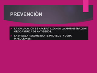 PREVENCIÒN
 LA VACUNACION SE HACE UTILIZANDO LA ADMINISTRACIÒN
OROGASTRICA DE ANTÌGENOS.
 LA UREASA RECOMBINANTE PROTEGE Y CURA
INFECCIONES.
 