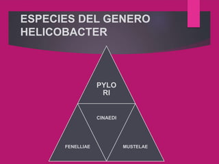 ESPECIES DEL GENERO
HELICOBACTER
PYLO
RI
FENELLIAE
CINAEDI
MUSTELAE
 