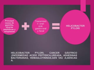 HELICOBACTER PYLORI, CANCER GÁSTRICO
,ENFERMEDAD ACIDO PEPTIDICA,UREASA, ADHESINAS
BACTERIANAS, HEMAGLUTININAS,GEN VAC A,GENCAG
A.
Principal
causa de
gastritis,
úlceras
peptídicas y
neoplasias
Transmisió
n :oral-
oral,
gastro-oral
y fecal
HELICOBACTER
PYLORI
 