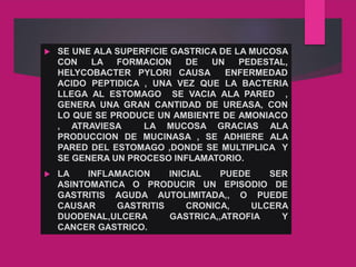  SE UNE ALA SUPERFICIE GASTRICA DE LA MUCOSA
CON LA FORMACION DE UN PEDESTAL,
HELYCOBACTER PYLORI CAUSA ENFERMEDAD
ACIDO PEPTIDICA , UNA VEZ QUE LA BACTERIA
LLEGA AL ESTOMAGO SE VACIA ALA PARED ,
GENERA UNA GRAN CANTIDAD DE UREASA, CON
LO QUE SE PRODUCE UN AMBIENTE DE AMONIACO
, ATRAVIESA LA MUCOSA GRACIAS ALA
PRODUCCION DE MUCINASA , SE ADHIERE ALA
PARED DEL ESTOMAGO ,DONDE SE MULTIPLICA Y
SE GENERA UN PROCESO INFLAMATORIO.
 LA INFLAMACION INICIAL PUEDE SER
ASINTOMATICA O PRODUCIR UN EPISODIO DE
GASTRITIS AGUDA AUTOLIMITADA,, O PUEDE
CAUSAR GASTRITIS CRONICA, ULCERA
DUODENAL,ULCERA GASTRICA,,ATROFIA Y
CANCER GASTRICO.
 