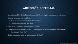 ADHESIÓN EPITELIAL
• La unión de H. pylori al epitelio depende de múltiples moléculas de adhesión.
• Mas de 30 genes que codifican
• Porinas de membrana de Helicobacter (Hop)
• Porinas relacionadas a Hop (Hor)
• Dentro de Hop se encuentran BabA y SabA
• Componentes estructurales del T4SS interactúan con el receptor integrina B1
• CagL, CagA, Cagl, CagY
• Todos necesarios para la trasloscación de CagA
Trends Microbiol 25 (4), 316-328. 2017
 