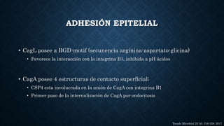 • CagL posee a RGD-motif (secunencia arginina-aspartato-glicina)
• Favorece la interacción con la integrina B1, inhibida a pH ácidos
• CagA posee 4 estructuras de contacto superficial;
• CSP4 esta involucrada en la unión de CagA con integrina B1
• Primer paso de la internalización de CagA por endocitosis
Trends Microbiol 25 (4), 316-328. 2017
ADHESIÓN EPITELIAL
 