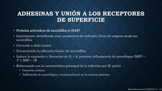 ADHESINAS Y UNIÓN A LOS RECEPTORES
DE SUPERFICIE
• Proteína activadora de neutrófilos A (NAP)
• Inicialmente identificada como productora de radicales libres de oxígeno desde los
neutrófilos
• Llevando a daño tisular
• Favoreciendo la adhesión tisular de neutrófilos
• Induce la expresión y liberación de IL – 8, proteína inflamatoria de macrófagos (MIP) –
1ª y MIP – 1B
• Relacionada con la característica principal de la infección por H. pylori
• Gastritis crónica
• Infiltración de macrófagos y mononucleares en la mucosa gástrica
Biomedical journal 39(2016) 14 – 23
 