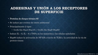 ADHESINAS Y UNIÓN A LOS RECEPTORES
DE SUPERFICIE
• Proteína de choque térmico 60
• Se induce por eventos de estrés ambiental
• Principalmente 2 tipos
• GroEs-like HspA (Hsp10) y GroEL-like HspB (Hsp60)
• Induce IL – 6, IL – 8 y TNFa en los monocitos y las células epiteliales
• Hsp60 induce la activación de NF-kB a través de TLR2 y la actividad de la vía de
protein-cinasa
Biomedical journal 39(2016) 14 – 23
 