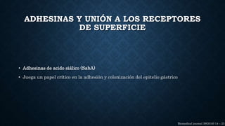 ADHESINAS Y UNIÓN A LOS RECEPTORES
DE SUPERFICIE
• Adhesinas de acido siálico (SabA)
• Juega un papel crítico en la adhesión y colonización del epitelio gástrico
Biomedical journal 39(2016) 14 – 23
 