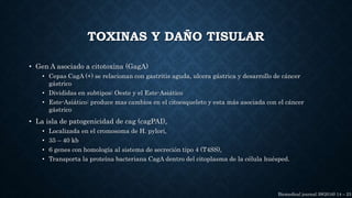 TOXINAS Y DAÑO TISULAR
• Gen A asociado a citotoxina (GagA)
• Cepas CagA (+) se relacionan con gastritis aguda, ulcera gástrica y desarrollo de cáncer
gástrico
• Divididas en subtipos: Oeste y el Este-Asiático
• Este-Asiático: produce mas cambios en el citoesqueleto y esta más asociada con el cáncer
gástrico
• La isla de patogenicidad de cag (cagPAI),
• Localizada en el cromosoma de H. pylori,
• 35 – 40 kb
• 6 genes con homología al sistema de secreción tipo 4 (T4SS),
• Transporta la proteína bacteriana CagA dentro del citoplasma de la célula huésped.
Biomedical journal 39(2016) 14 – 23
 