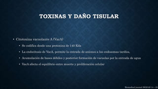 TOXINAS Y DAÑO TISULAR
• Citotoxina vacuolante A (VacA)
• Se codifica desde una protoxina de 140 Kda
• La endocitosis de VacA, permite la entrada de aniones a los endosomas tardíos,
• Acumulación de bases débiles y posterior formación de vacuolas por la entrada de agua
• VacA afecta el equilibrio entre muerte y proliferación celular
Biomedical journal 39(2016) 14 – 23
 