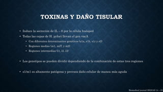 • Induce la secreción de IL – 8 por la célula huésped
• Todas las cepas de H. pylori llevan el gen vacA
• Con diferentes determinantes genéticos (s1a, s1b, s1c y s2)
• Regiones medias (m1, miT, y m2)
• Regiones intermedias (i1, i2, i3)
• Los genotipos se pueden dividir dependiendo de la combinación de estas tres regiones
• s1/m1 es altamente patógena y provoca daño celular de manea más aguda
TOXINAS Y DAÑO TISULAR
Biomedical journal 39(2016) 14 – 23
 