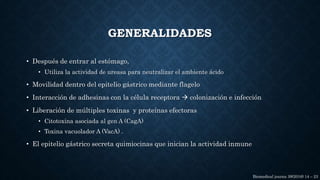 GENERALIDADES
• Después de entrar al estómago,
• Utiliza la actividad de ureasa para neutralizar el ambiente ácido
• Movilidad dentro del epitelio gástrico mediante flagelo
• Interacción de adhesinas con la célula receptora  colonización e infección
• Liberación de múltiples toxinas y proteínas efectoras
• Citotoxina asociada al gen A (CagA)
• Toxina vacuolador A (VacA) .
• El epitelio gástrico secreta quimiocinas que inician la actividad inmune
Biomedical journa 39(2016) 14 – 23
 