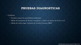 PRUEBAS DIAGNOSTICAS
• Cultivos
• Permite conocer la sensibilidad antibiótica
• Medio de transporte de Stuart, transporte y cultivo en menos de 24 hrs a 4 C
• Medio de cultivo Agar Infusión de Cerebro-Corazon (BHI)
Acta Microbiol Immunol Hung. 2017 Mar 6:1-20
 