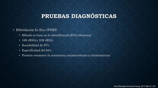 PRUEBAS DIAGNÓSTICAS
• Hibridación In Situ (FISH)
• Método se basa en la identificación RNA ribosomal
• 16S rRNA y 23S rRNA
• Sensibilidad de 97%
• Especificidad del 94%
• Permite reconocer la resistencia antimicrobiana a claritromicina
Acta Microbiol Immunol Hung. 2017 Mar 6:1-20
 