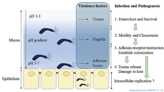 Biomedical journa 39(2016) 14 – 23
 