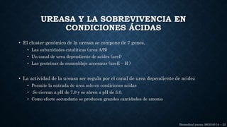 UREASA Y LA SOBREVIVENCIA EN
CONDICIONES ÁCIDAS
• El cluster genómico de la ureasa se compone de 7 genes,
• Las subunidades catalíticas (urea A/B)
• Un canal de urea dependiente de acidez (urel)
• Las proteínas de ensamblaje accesoras (ureE – H )
• La actividad de la ureasa ser regula por el canal de urea dependiente de acidez
• Permite la entrada de urea solo en condiciones acidas
• Se cierran a pH de 7.0 y se abren a pH de 5.0.
• Como efecto secundario se producen grandes cantidades de amonio
Biomedical journa 39(2016) 14 – 23
 