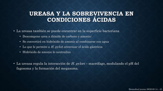 • La ureasa también se puede encontrar en la superficie bacteriana
• Descompone urea a dióxido de carbono y amonio;
• Se convertirá en hidróxido de amonio al combinarse con agua
• Lo que le permite a H. pylori atravesar el ácido gástricos
• Hidróxido de amonio lo neutraliza
• La ureasa regula la interacción de H. pylori – macrófago, modulando el pH del
fagosoma y la formación del megasoma.
UREASA Y LA SOBREVIVENCIA EN
CONDICIONES ÁCIDAS
Biomedical journa 39(2016) 14 – 23
 