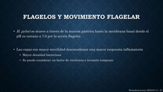 FLAGELOS Y MOVIMIENTO FLAGELAR
• H. pylori se mueve a través de la mucosa gástrica hasta la membrana basal donde el
pH es cercano a 7.0 por la acción flagelar.
• Las cepas con mayor movilidad desencadenan una mayor respuesta inflamatoria
• Mayor densidad bacteriana
• Se puede considerar un factor de virulencia e invasión temprano
Biomedical journa 39(2016) 14 – 23
 