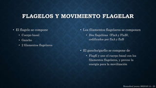 • El flagelo se compone
• Cuerpo basal
• Gancho
• 2 filamentos flagelares
• Los filamentos flagelares se componen
• Dos flagelinas (FlaA y FlaB),
codificados por flaA y flaB
• El gancho/garfio se compone de
• FlagE y une el cuerpo basal con los
filamentos flagelares, y provee la
energía para la movilización
FLAGELOS Y MOVIMIENTO FLAGELAR
Biomedical journa 39(2016) 14 – 23
 