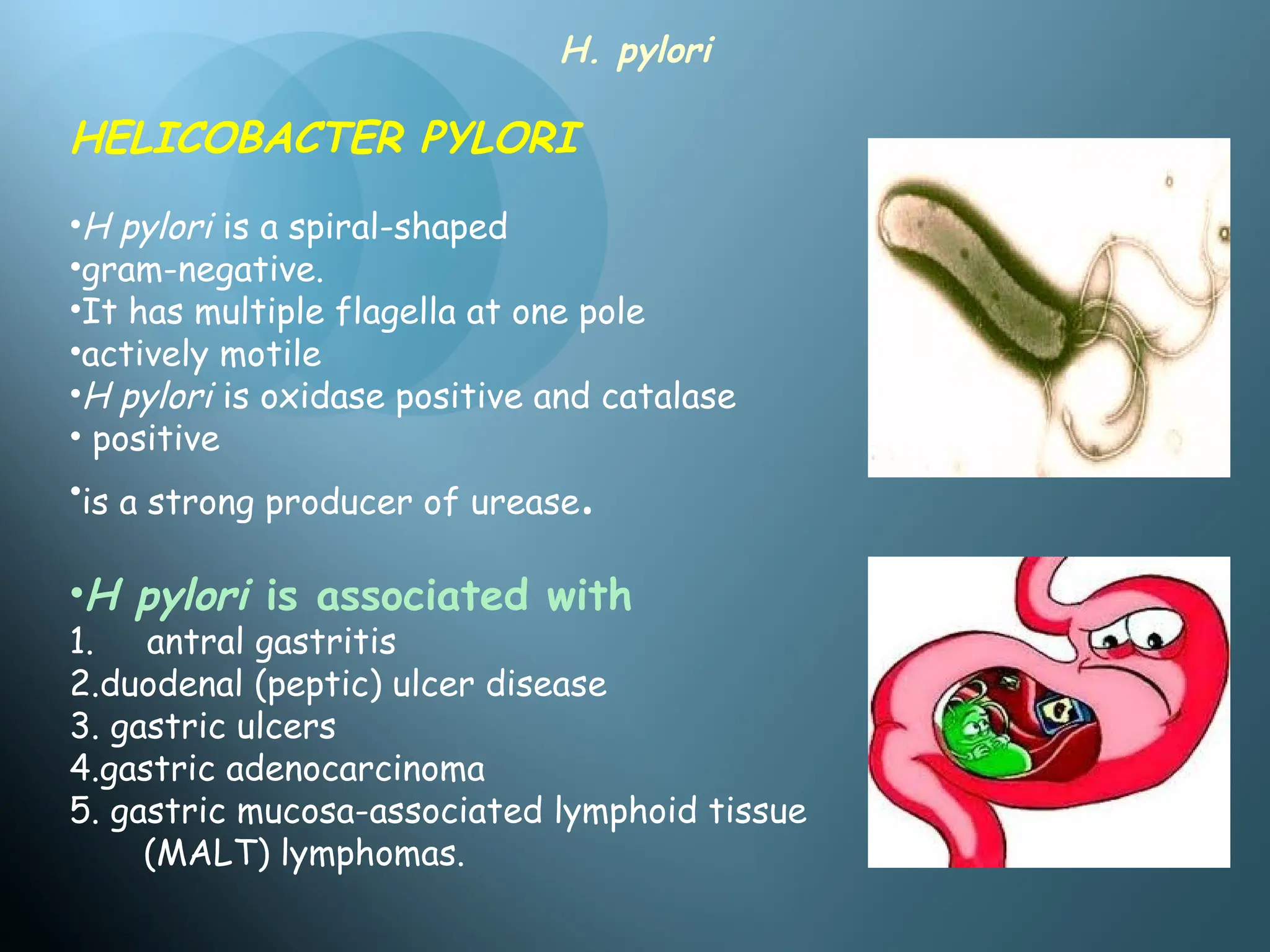 HELICOBACTER PYLORI can we get it all along.ppt