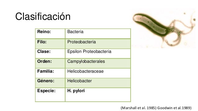 Helicobacter pylori