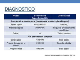 DIAGNOSTICO
Prueba Sensibilidad
Especificidad (%)
Comentarios
Con penetración corporal (se requiere endoscopia o biopsia)
Ureasa rápida 80-90/95-100 Sencilla,
Histopatológica 80-90/>95 Requiere procesamiento
patológico
Cultivo -/- Tarda, costosa
Sin penetración corporal
Serológicas >80/>90 Bajo costo
Prueba de urea en el
aliento
>90/>90 Sencilla, rápida
Antígeno fecal >90/>90 Bajo costo
Harrison. Manual de Medicina. 19 edición. pág. 780
 