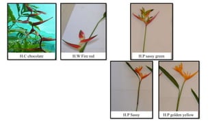 Heliconia and its uses