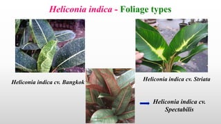 Heliconia | PDF