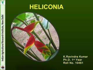 HELICONIA
K.Ravindra Kumar
Ph.D. 1st
Year
Roll No. 10461
 
