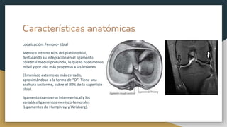 Características anatómicas
Localización: Femoro- tibial
Menisco interno 60% del platillo tibial,
destacando su integración en el ligamento
colateral medial profundo, lo que lo hace menos
móvil y por ello más propenso a las lesiones
El menisco externo es más cerrado,
aproximándose a la forma de “O”. Tiene una
anchura uniforme, cubre el 80% de la superficie
tibial.
ligamento transverso intermeniscal y los
variables ligamentos menisco-femorales
(Ligamentos de Humphrey y Wrisberg).
 