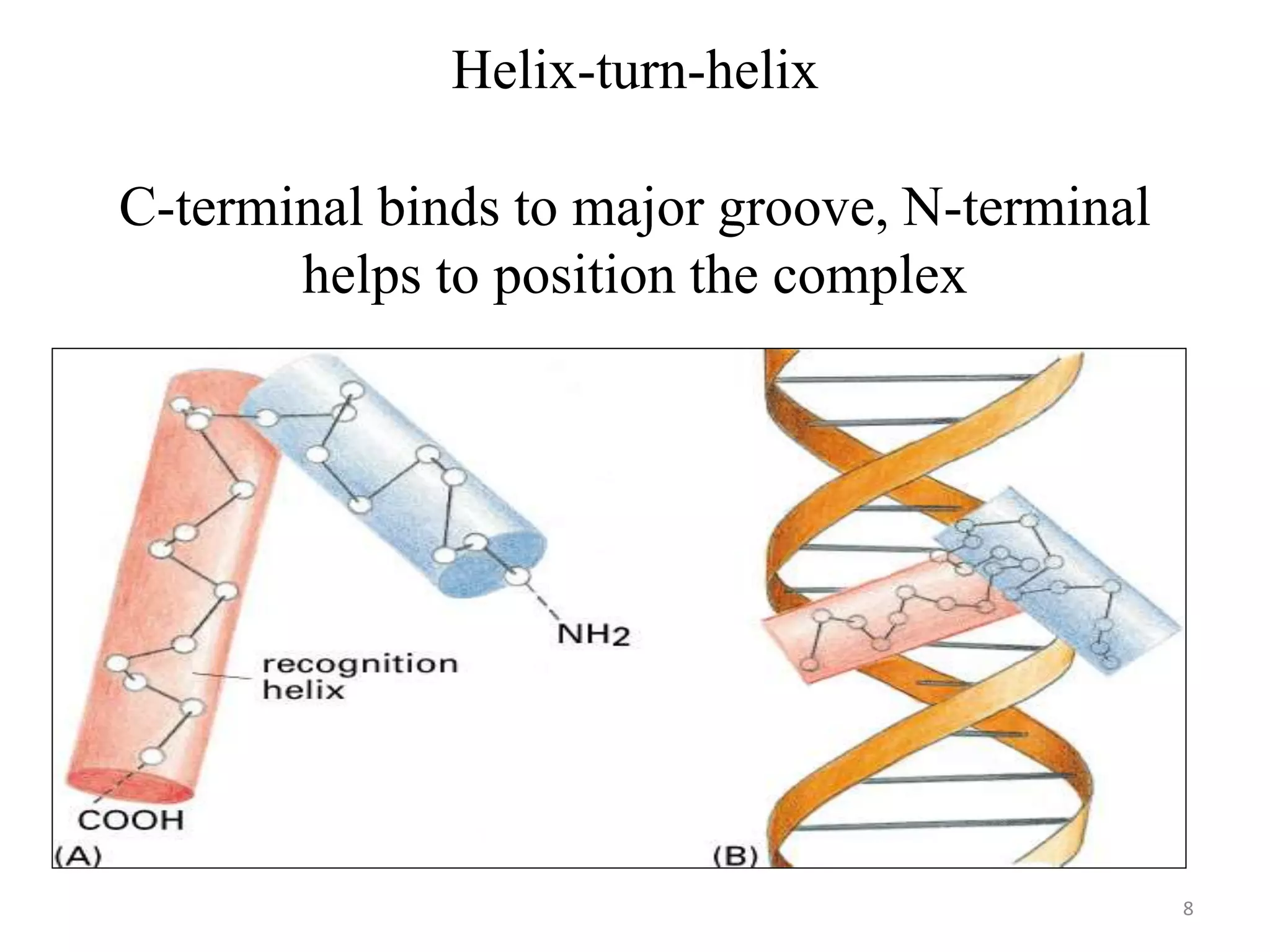 Helix-turn-helix
C-terminal binds to major groove, N-terminal
helps to position the complex
8
 