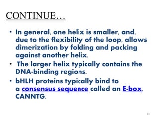 CONTINUE…
• In general, one helix is smaller, and,
due to the flexibility of the loop, allows
dimerization by folding and packing
against another helix.
• The larger helix typically contains the
DNA-binding regions.
• bHLH proteins typically bind to
a consensus sequence called an E-box,
CANNTG.
15
 