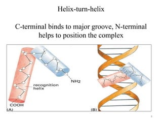 Helix-turn-helix
C-terminal binds to major groove, N-terminal
helps to position the complex
8
 
