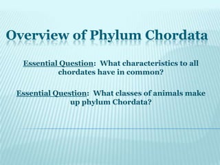 Overview of Phylum Chordata,[object Object],Essential Question:  What characteristics to all chordates have in common? ,[object Object],Essential Question:  What classes of animals make up phylum Chordata?  ,[object Object]