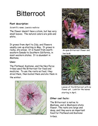 Hellgate Native Garden And Ecology Guide University Of Montana
