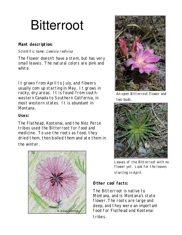 Hellgate Native Garden And Ecology Guide University Of Montana