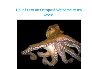 Hello! I am an Octopus! Welcome to my
                 world.
 