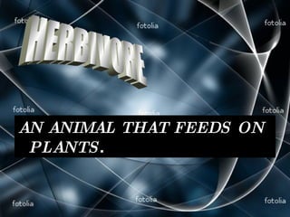 AN ANIMAL THAT FEEDS ON PLANTS . HERBIVORE 