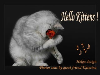 Helga design Photos sent by great friend Katerina Hello Kittens ! 