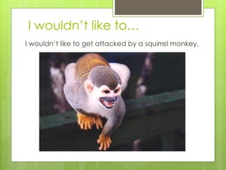 I wouldn’t like to…
I wouldn’t like to get attacked by a squirrel monkey.
 