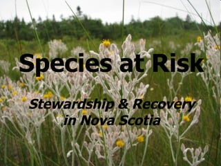 Species at Risk Stewardship & Recovery in Nova Scotia 