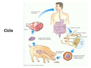 Ciclo
 